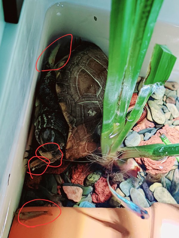 虾：最危险的地方就是最安全的地方