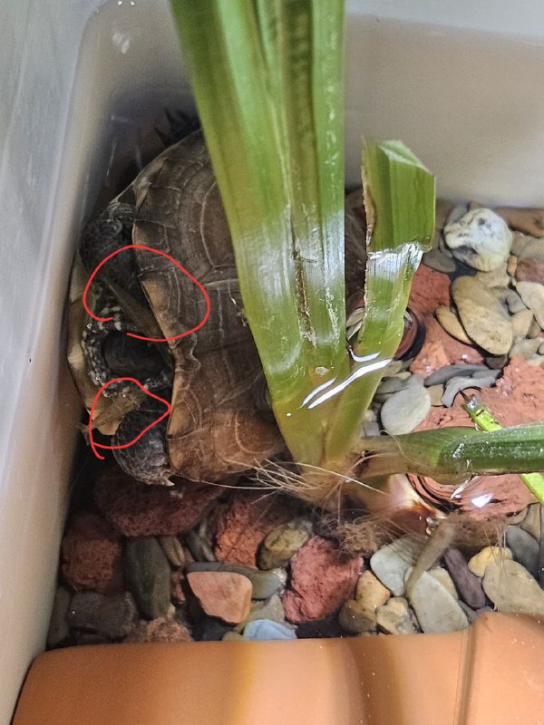 被虾骚扰，不知所措）