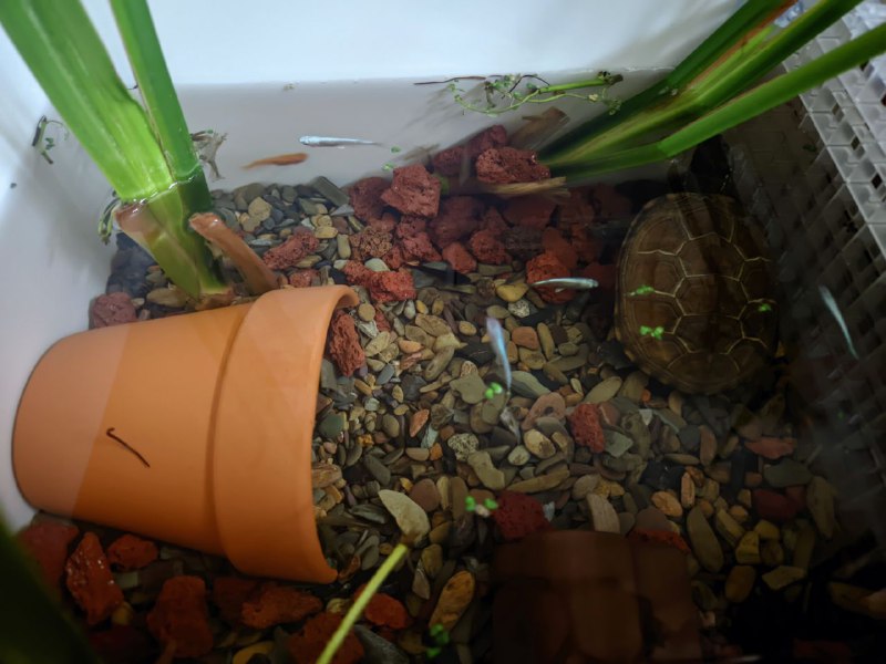 观察龟缸真的很解压（乌龟好像只要把头藏起来了就觉得自己安全了（