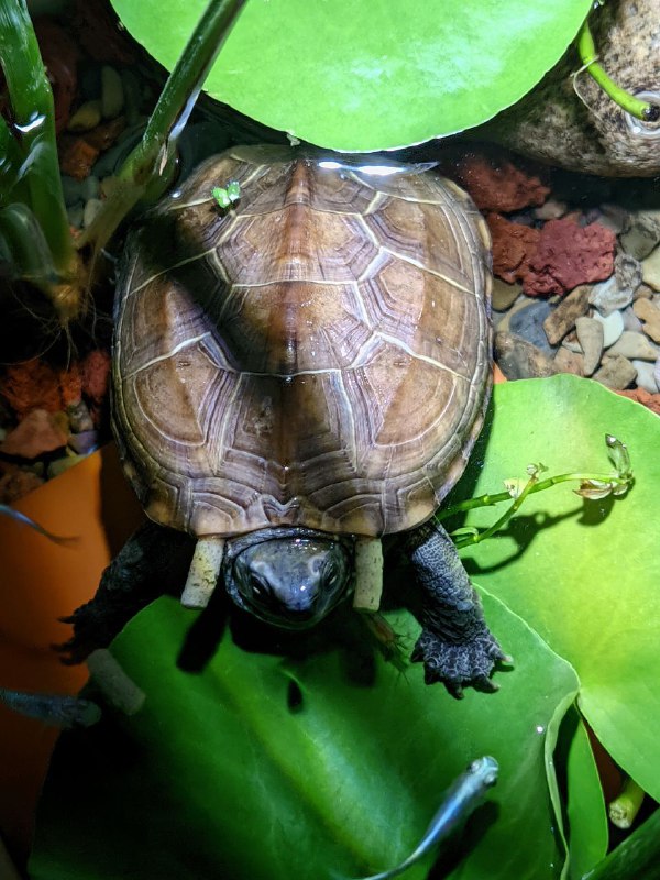 出现了！是水箭龟！（大雾